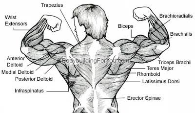Other muscles that aid in shoulder movement include: Upper Back Muscle Exercise Latissimus Dorsi Muscle Lower Back Muscle Diagram