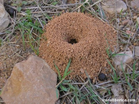 Tratamiento Para Vigas De Madera Hormigas En La Casa Significado