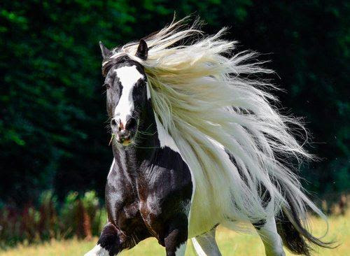 画像をダウンロード 馬 かっこいい 馬 かっこいい 言い方 Gazojpinvest