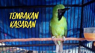Cucak ijo full tembakan full ngerol suara pedesподробнее. Ijo Trokbul Search Music Mp3 Music Video Zone Streaming