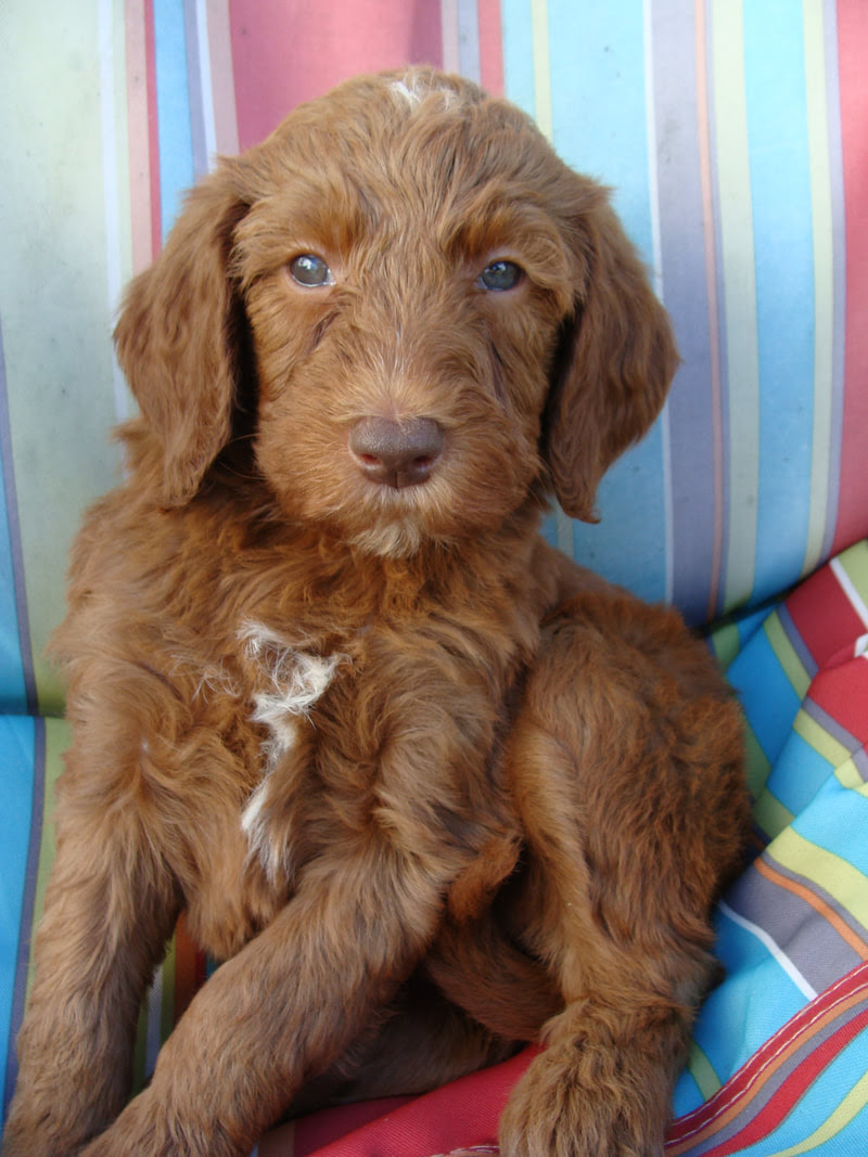 Dogs , cats , horses. Irish Doodle Goldendoodle Puppies For Sale Eagle Valley Puppies Puppies