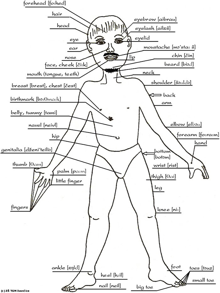 The human body / el cuerpo humano. Human Body Parts Drawing At Getdrawings Free Download