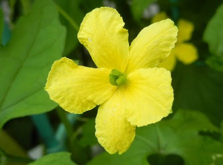 すべての花の画像 トップ100ツルレイシ 花