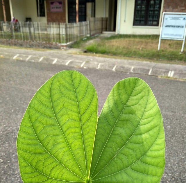 Paling Bagus 15 Gambar Daun Yang Cantik Richa Gambar