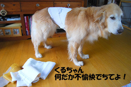 Jpsaepicttxli コレクション 犬 コルセット 7973 犬 コルセット 手作り