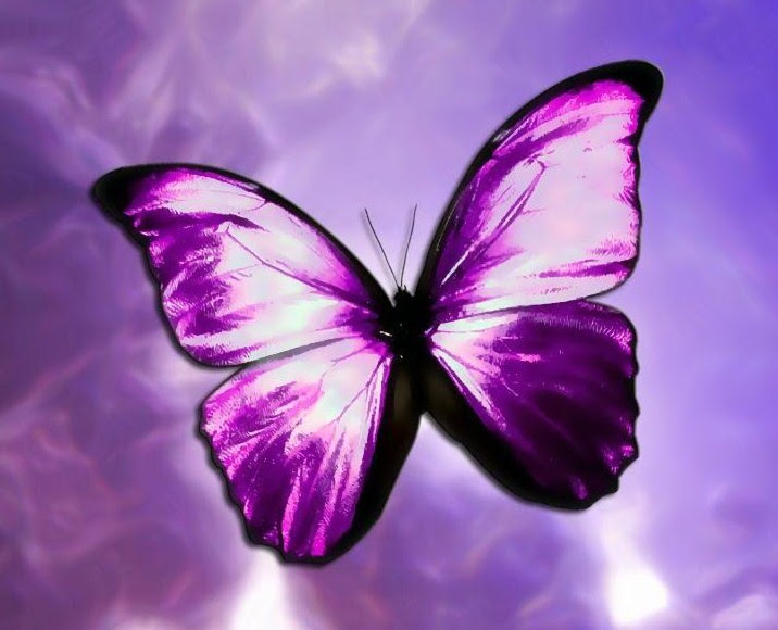 Butterfly photos butterfly wallpaper butterfly wings beautiful bugs beautiful butterflies mantis religiosa magnificent beasts insect tattoo insect art. Purple Butterflies Butterflies Photo 35243884 Fanpop Page 8