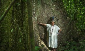 Reserva comunal Amarakaeri, área natural de 402.335 hectáreas protegida por las comunidades harakbuts, yines y machiguengas en Madre de Dios, en la Amazonía de Perú.