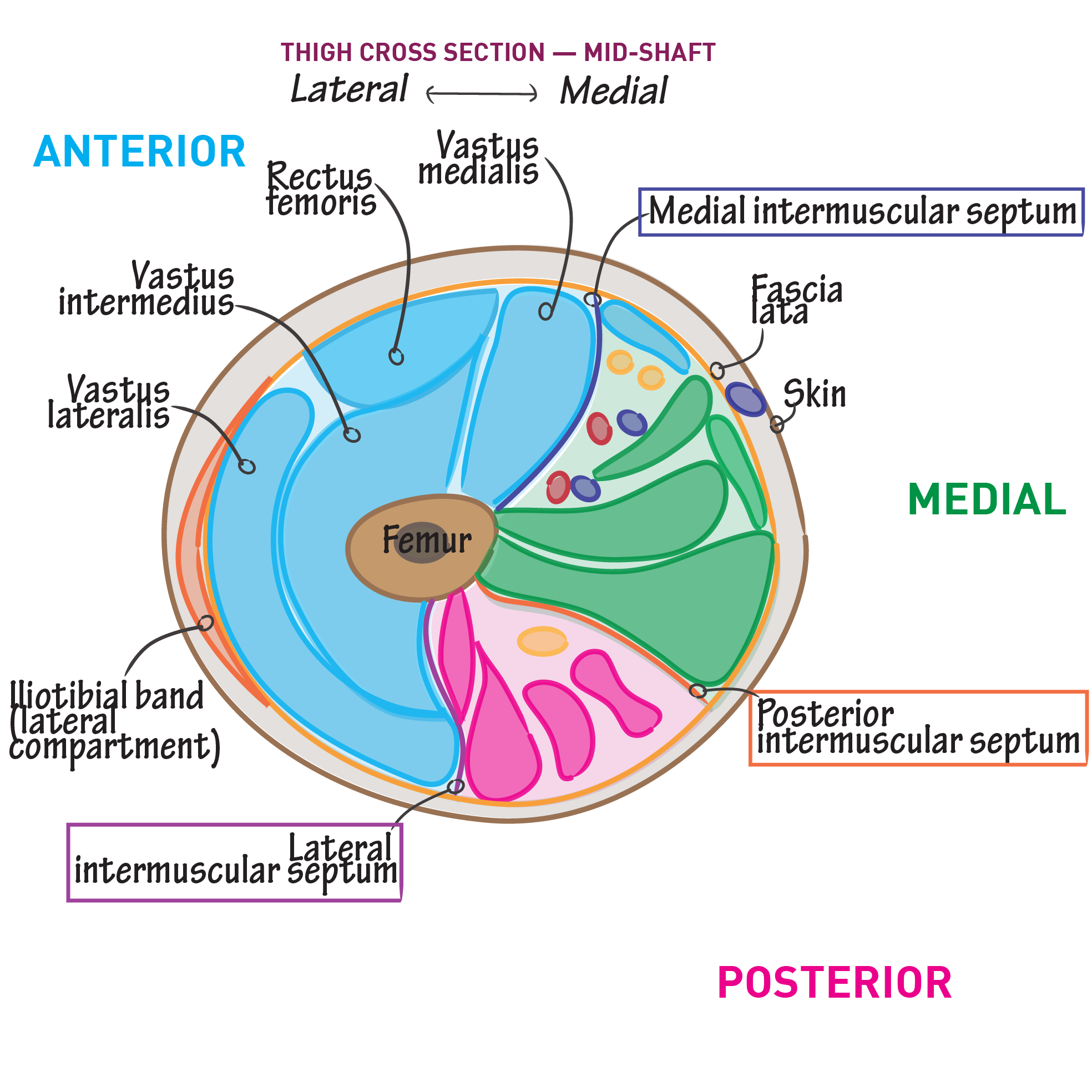 Long bones are generally bones that are longer than they are wide, and are part of the skeletal axis; Cross Section Of The Mid Thigh Gross Anatomy Flashcards Draw It To Know It