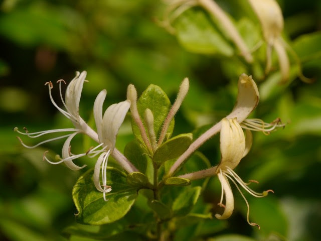 美しい花の画像 心に強く訴えるから たち 花 言葉