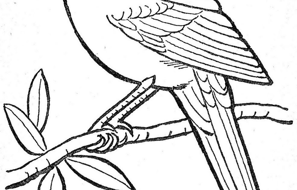Download Red Robin Bird Coloring Pages - Jesyscioblin