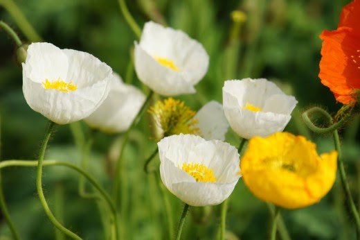 元のポピー 白 最高の花の画像