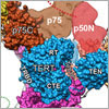 Telomerase and its components. Credit: UCLA Department of Chemistry and Biochemistry.