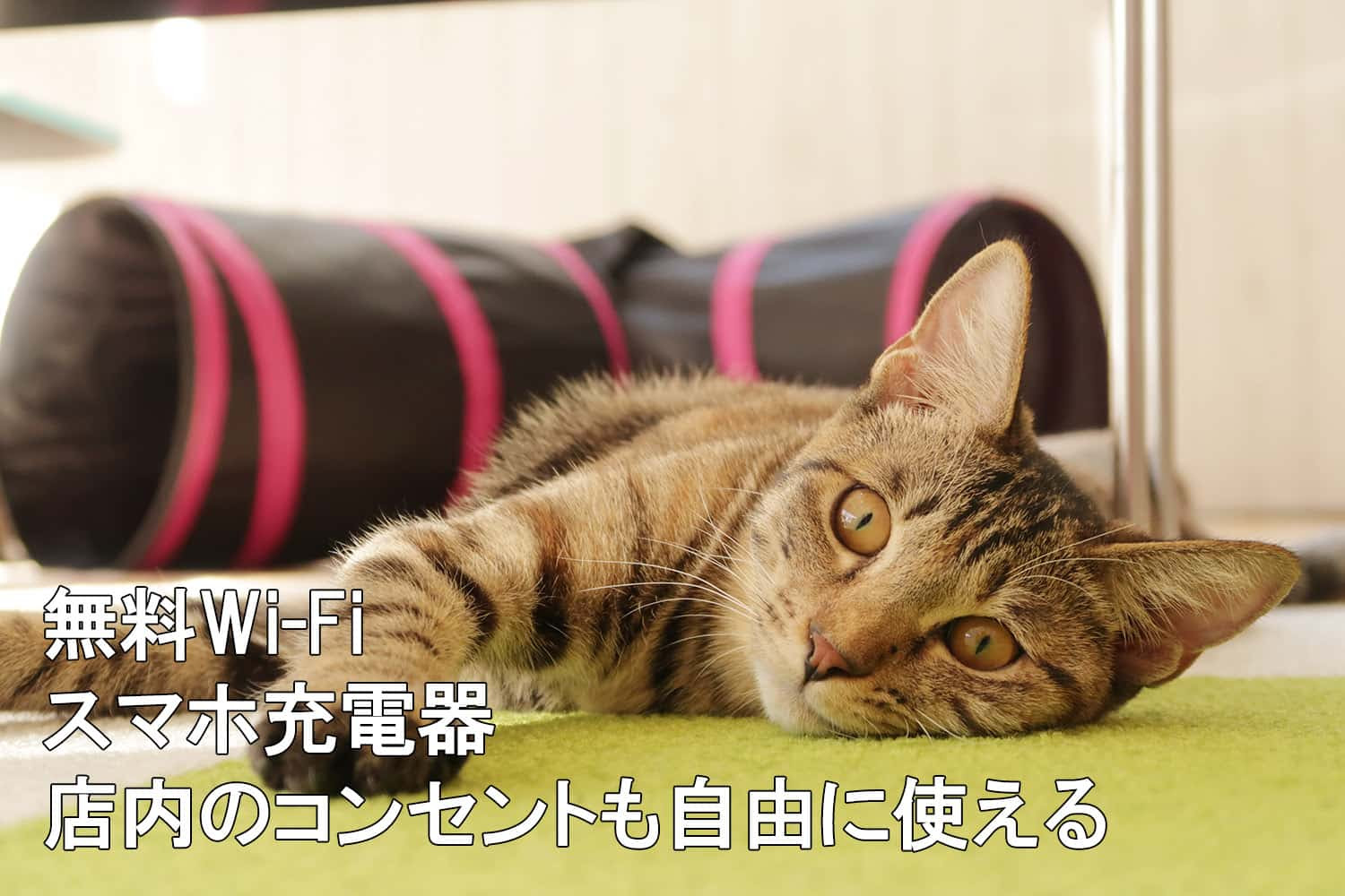最新のhd誕生日 猫 画像 フリー かわいいディズニー画像