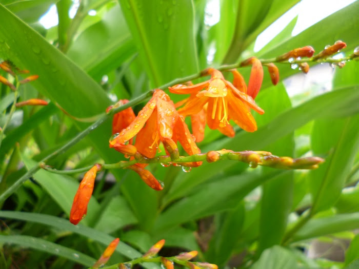 道端のオレンジの花