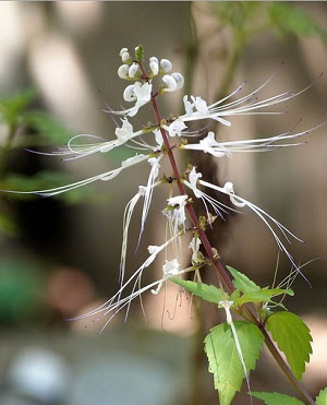 Flor de java, com formato semelhante ao bigode de gato