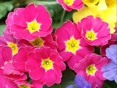 コンプリート ボケ 花言葉 ひとめぼれ ボケ 花言葉 ひとめぼれ