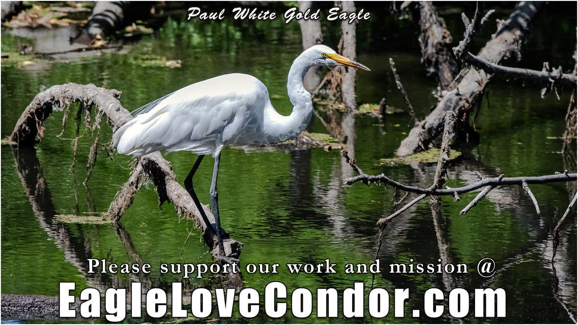 Great-White-Egret-Ridgefield-marsh