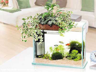 水槽 観葉植物 レイアウト 226504-水槽 観葉植物 レイアウト