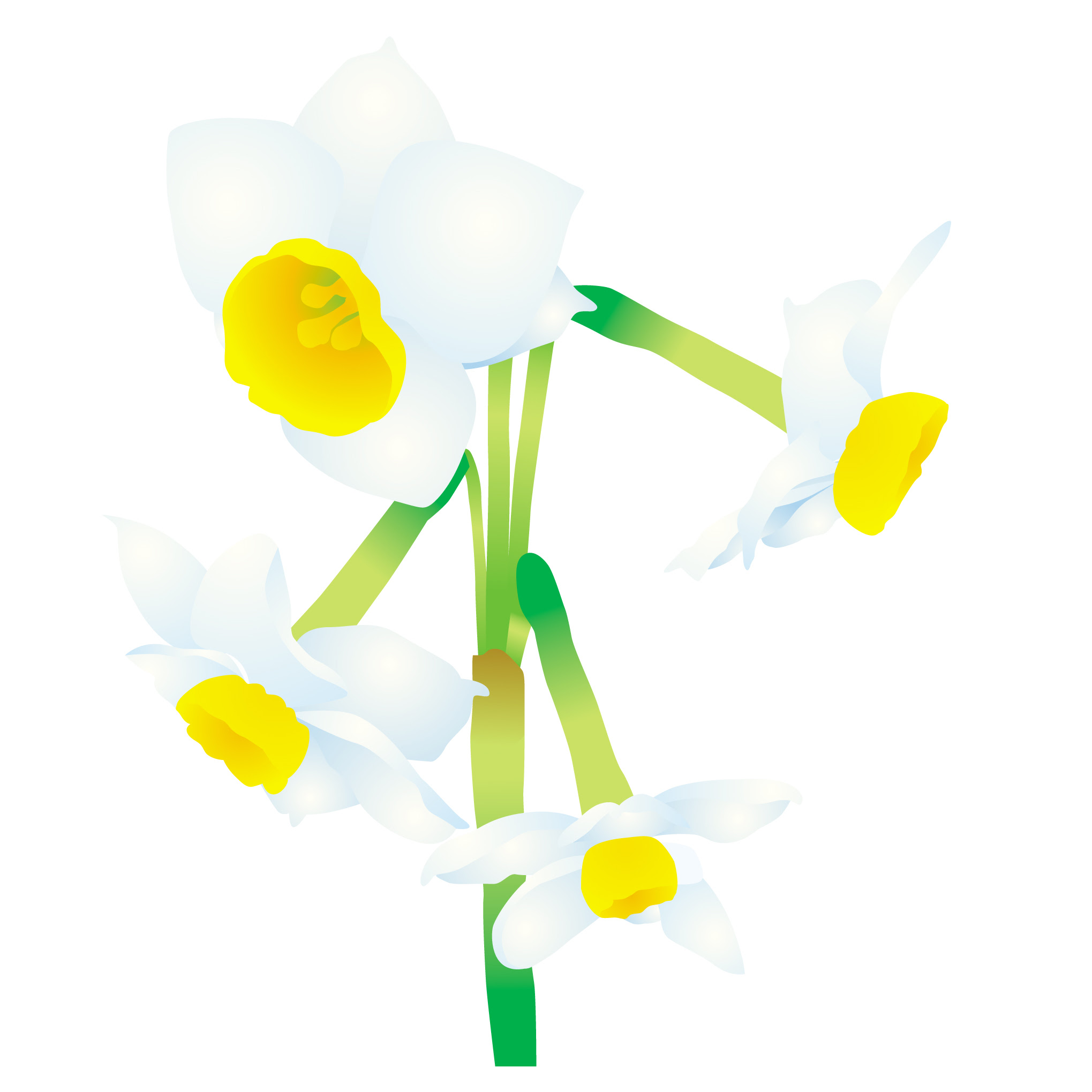 美しい花の画像 驚くばかり一月 花 イラスト 無料