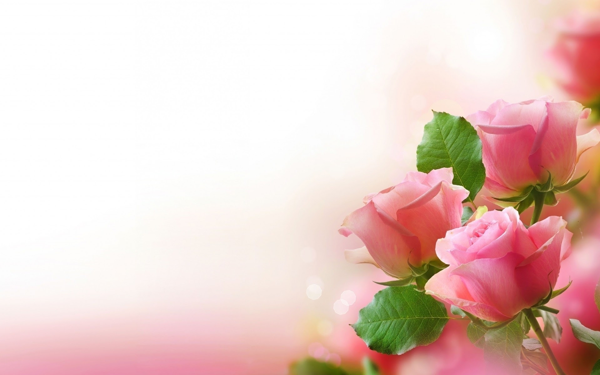Download Gambar Bunga Mawar Indah - Sri Mulyane