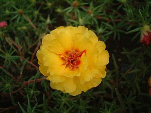 ユニークボタン 花 言葉 美しい花の画像