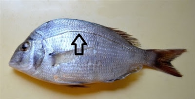 ベスト魚側線 魚のすべて