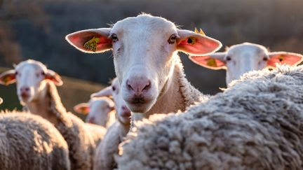 "Ils sautaient plus haut que les chèvres" : en Grèce, un troupeau de moutons dévore 300 kg de cannabis médical
