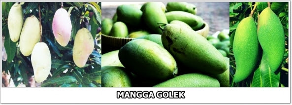 Mangga Golek-2-horz-01