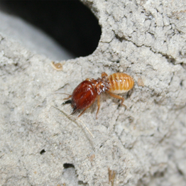 The chemically treated zone surrounds the perimeter of the building and. Termites Eating Concrete Is This Possible Cap It All Building Inspections