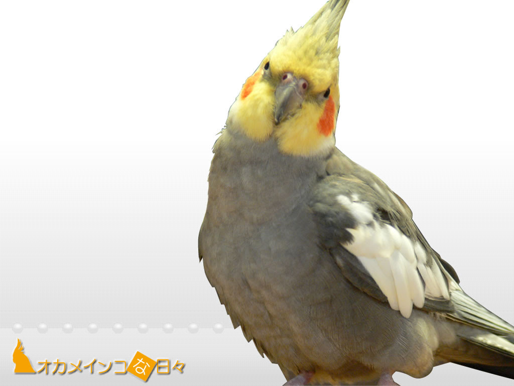 ラブリー オカメインコ 壁紙 ベストアニメ画像