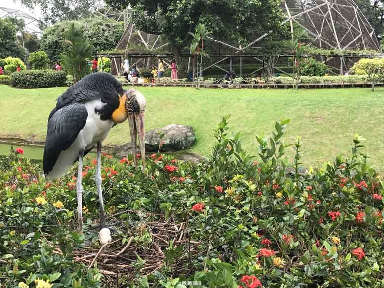 Gambar Flora Dan Fauna Yang Mudah - Paimin Gambar