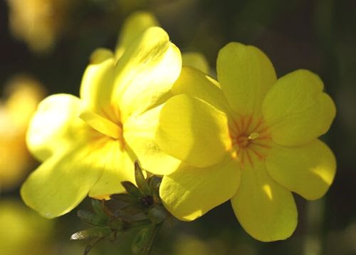 すべての美しい花の画像 驚くばかり2 月 日 誕生 花