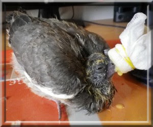 Slatni Citoyen Du Monde Sauver Un Bebe Pigeon