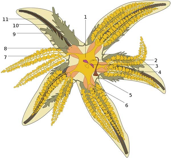  Gambar  Hewan  Echinodermata Beserta Namanya  Gambar  Hewan 