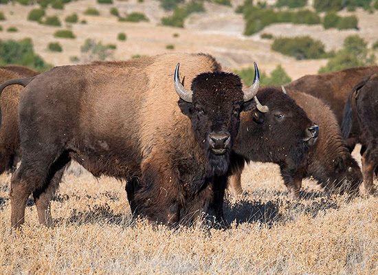 American Bison