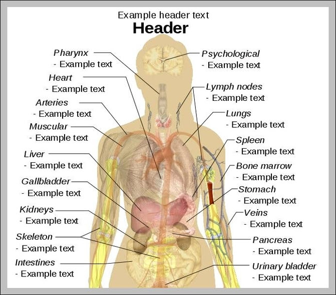 Mybodygraph is a user manual for your life. Female Body Diagram Anatomy System Human Body Anatomy Diagram And Chart Images