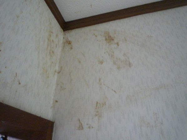 75 壁紙 茶色 シミ すべての美しい花の画像