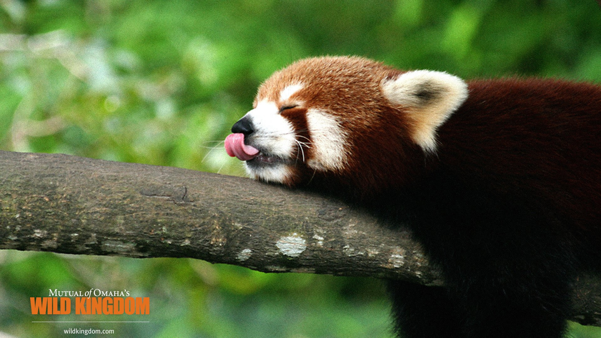 壁紙 Pc 動物 Kabegamisilvi