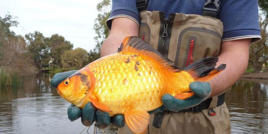 Non buttate i pesci rossi nei fiumi e nei laghi: diventano così (e sono pericolosi)