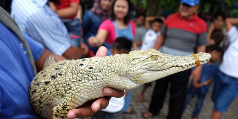 Apakah Taman Buaya Buka Apakah Taman Buaya Buka 10 Gambar Taman Buaya Indonesia Ima Sari