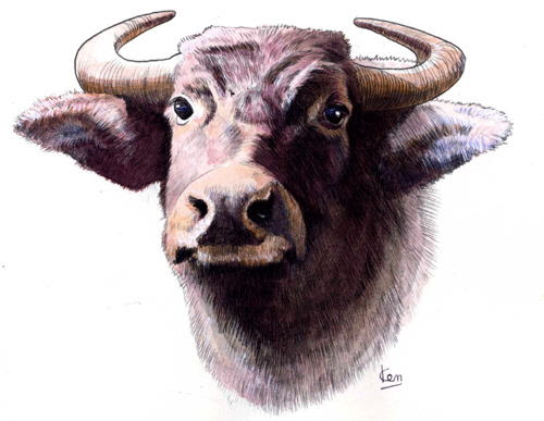 すべての動物の画像 50 素晴らしい牛 イラスト リアル