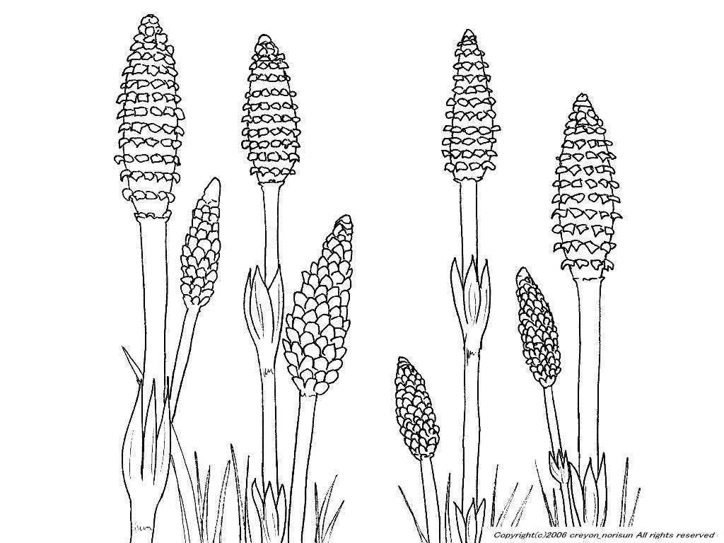 50 素晴らしい塗り絵 花 春 最高の花の画像