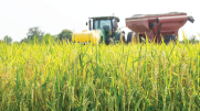 A harvester stands in a Louisiana rice field.