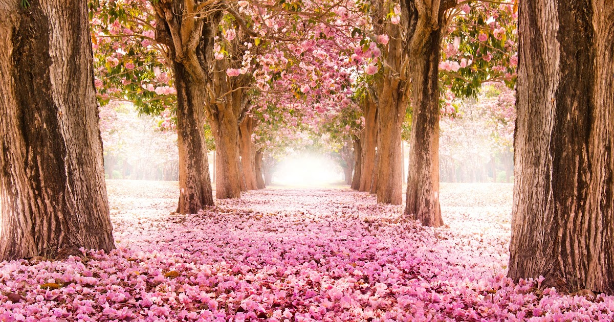 Spring Scenery Wallpaper 1080p 10 Most Popular Spring Wallpaper For Computers Full Hd 1080p For Pc Desktop Spring Desktop Wallpaper Spring Wallpaper Spring Pictures