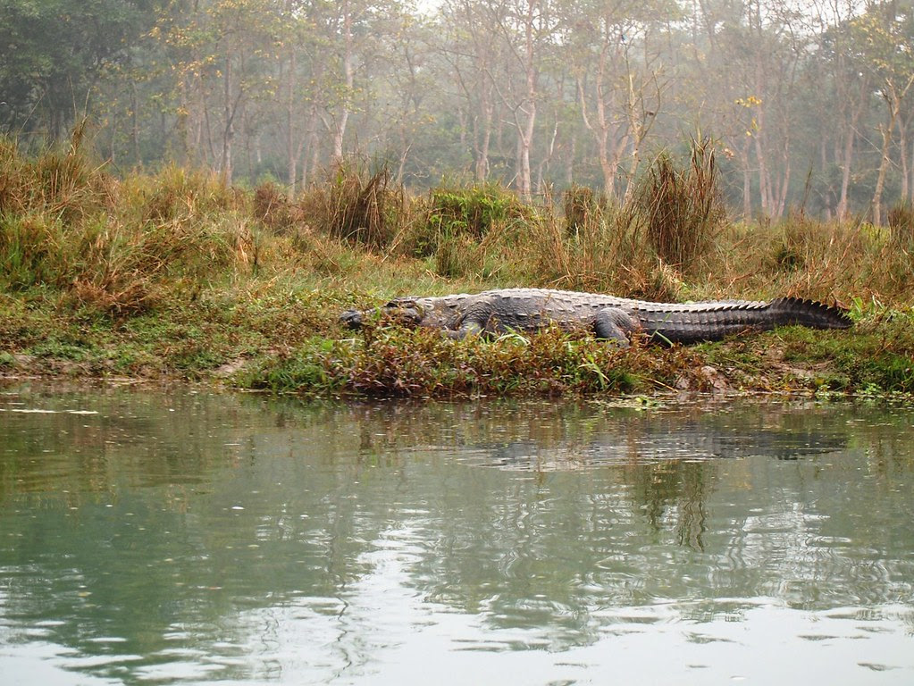 chitwan national park + elephant breeding center