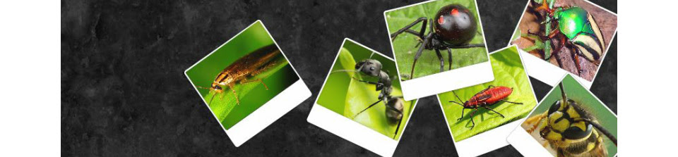 (at the end, a critter you'll find only outside; What S Bugging You