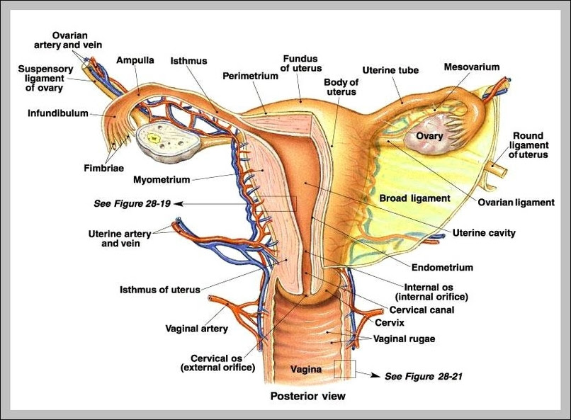 Female Internal Anatomy Diagram / Female Internal Organs ...