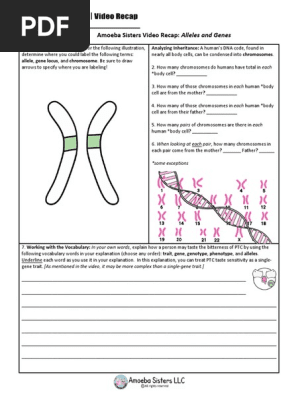 Amoeba Sisters Alleles And Genes Worksheet Answer Key ...