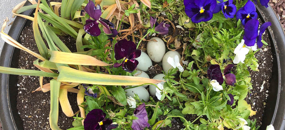 Duck nest in flower pot