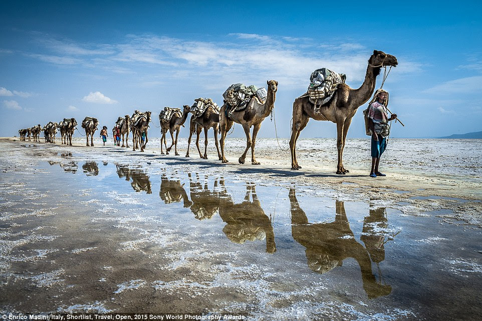 Camel train: Italian photographer Enrico Madini entered this sumptuous photograph of a salt caravan travelling through the Danakil Depression in Ethiopia, near the border with Eritrea and Djibouti, in the  Travel category of the Open competition